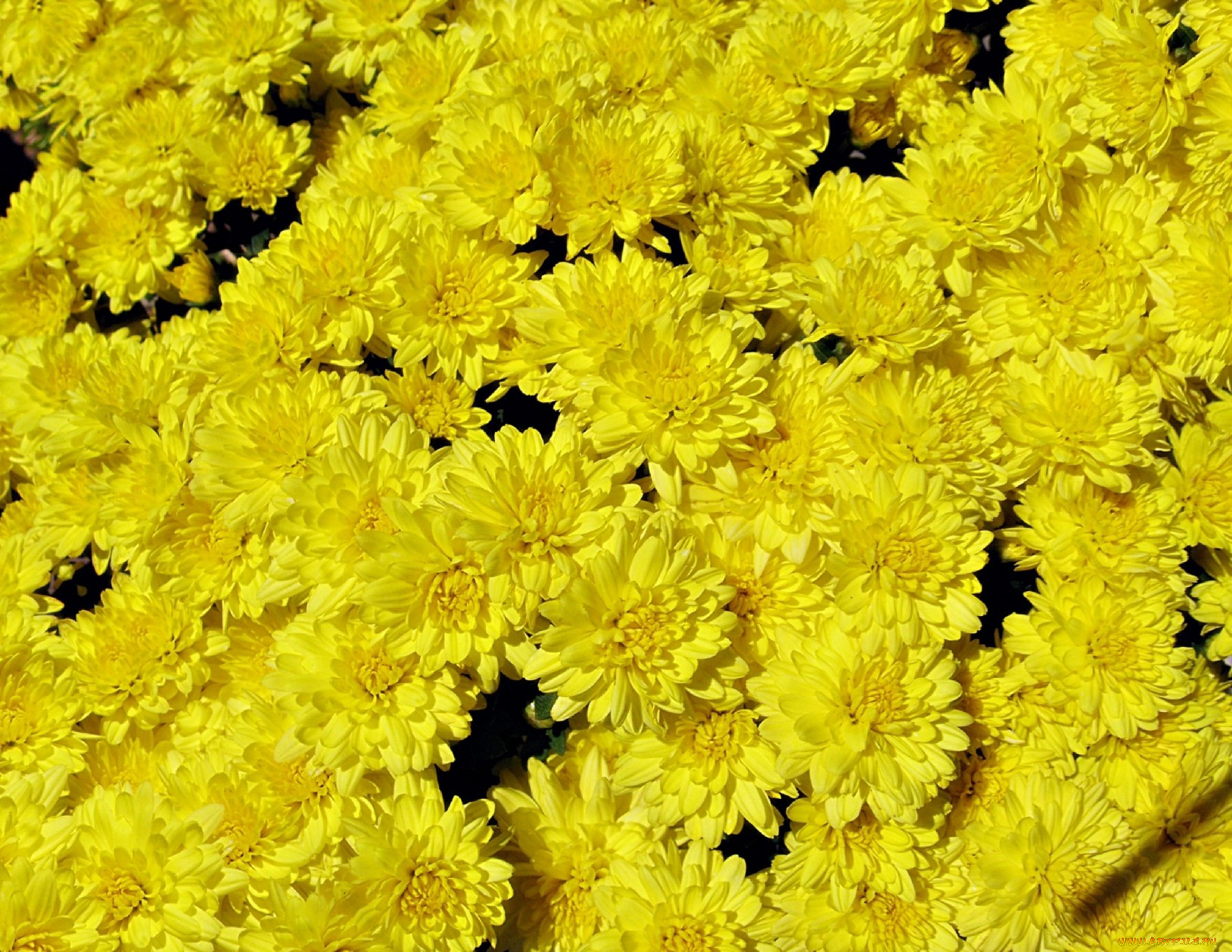 Цветы желтые хризантемы. Хризантема Мемфис дарк. Хризантема Lesconil Yellow. Хризантема таффета желтая. Хризантема махровая Голден.